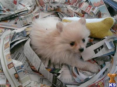 Pomeranian Puppies for Sale